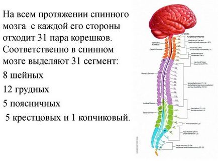 Ruptura măduvei spinării, dacă este posibil să se ridice, consecințele și recuperarea