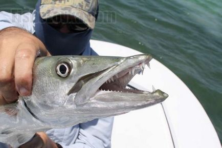 Риба барракуда опис хижачки, повадки, снасті і ловля