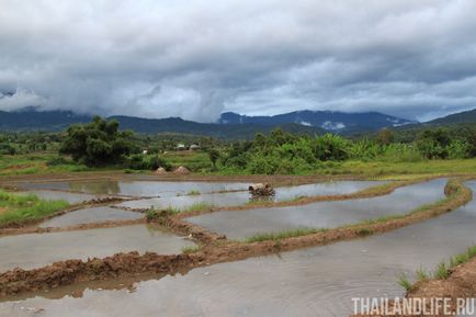 Câmpurile de orez - frumusețea nordului Thailandei