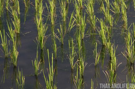 Рисові поля - краси півночі Таїланду