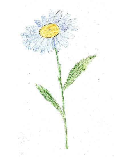 Desenați o floare de daisy cu creioane stabilo aquacolor