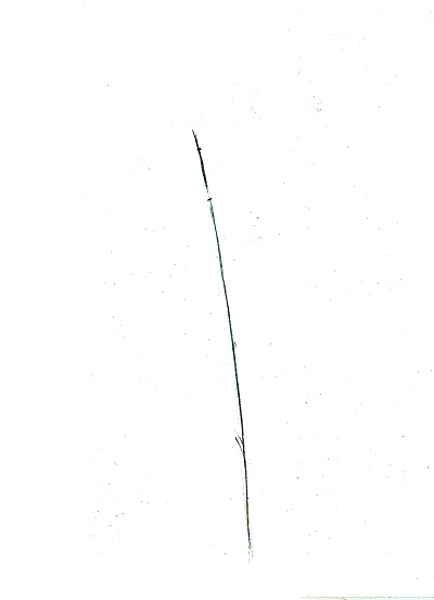 Rajz százszorszép virág ceruza STABILO aquacolor