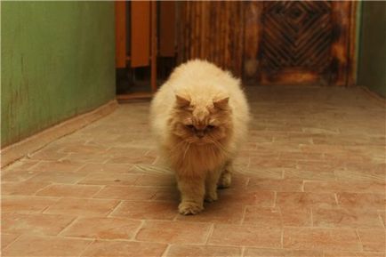 Рудий персидський кіт фото