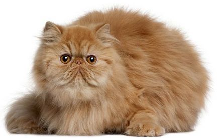 Рудий персидський кіт фото