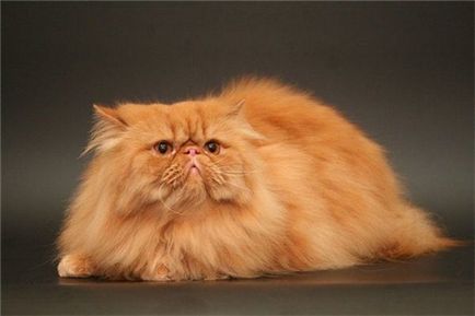 Roșu Persană Cat Fotografie