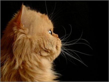 Roșu Persană Cat Fotografie
