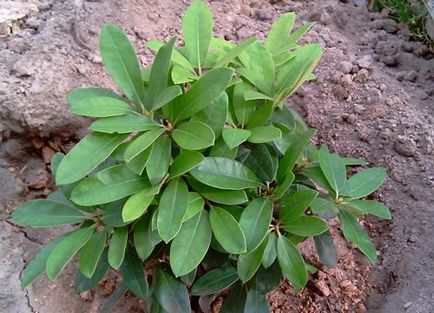 Rhododendron - plantare și îngrijire, flori în grădină (gospodărie)