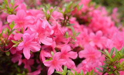 Rhododendron - plantare și îngrijire, flori în grădină (gospodărie)