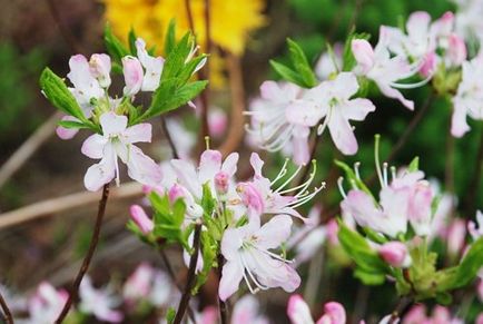 Rhododendron - plantare și îngrijire, flori în grădină (gospodărie)