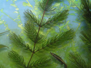 Hornwort în acvariu - cum să planteze, roșu-stemmed, verde închis, cubanez, fotografie