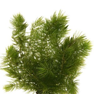 Hornwort în acvariu - cum să planteze, roșu-stemmed, verde închis, cubanez, fotografie