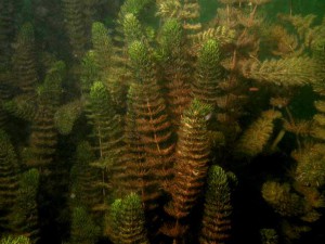 Hornwort în acvariu - cum să planteze, roșu-stemmed, verde închis, cubanez, fotografie
