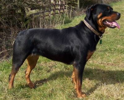 Rottweiler extreme în germană