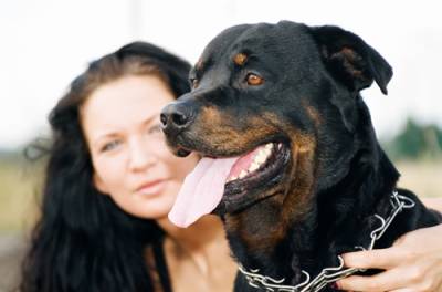 Rottweiler extreme în germană