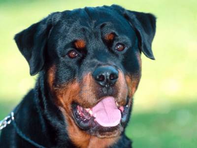 Rottweiler extreme în germană