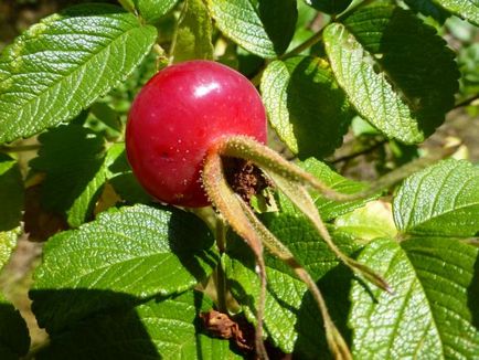 Descrierea trandafirilor, floare, parfum, proprietăți valoroase de fructe, săgeată verde