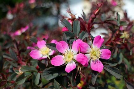 Roses leírás, virágos, illat, értékes tulajdonságait gyümölcsök, zöld nyíl