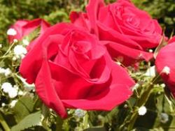 Trandafiri în cultivarea serelor, alegerea serelor, cele mai bune soiuri, plantarea și îngrijirea, udarea, fertilizarea, tăierea