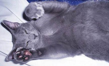 Rus albastru fotografie pisica, pret, descrierea rasei, caracter, canisa - mumcote despre pisici si pisici