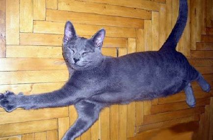 Російська блакитна кішка фото, ціна, опис породи, характер, розплідники - муркоте про кішок і котів