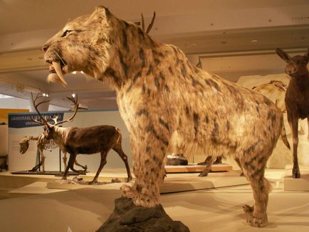 Sabretooth Tiger - un vechi reprezentant al prădătorilor de pisici