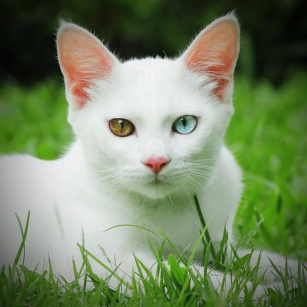 Cele mai scumpe și mai rare rase de pisici, nicholletto