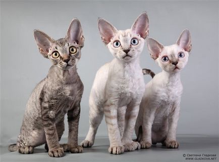 Cele mai scumpe și mai rare rase de pisici, nicholletto