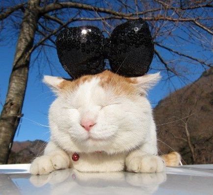 A legbékésebb a világon egy macska, aki ismeri a Zen