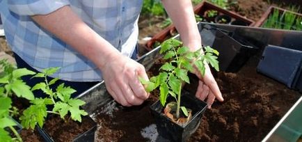 Plantarea de roșii pe răsaduri