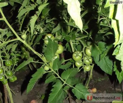 Насіння томат дитячий сад Аеліта агро - «маленькі, смачненькі (фото)», відгуки покупців