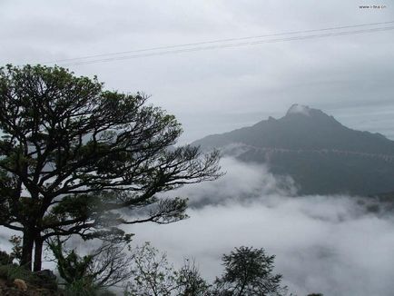 Familie de tribut pentru ceai tsun, ceai chaozhou cha oolong