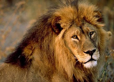 Nyugat-afrikai oroszlán, nagy macskák