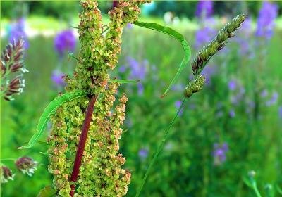 Ciorba calului