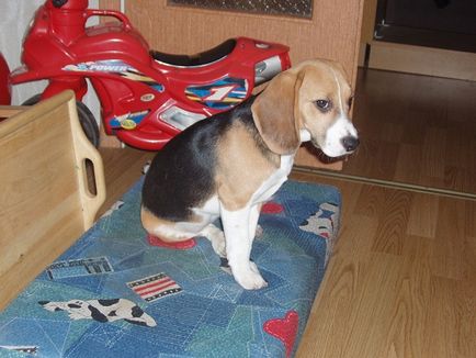 Kölyök Beagle, mint egy ajándék (Moszkva)