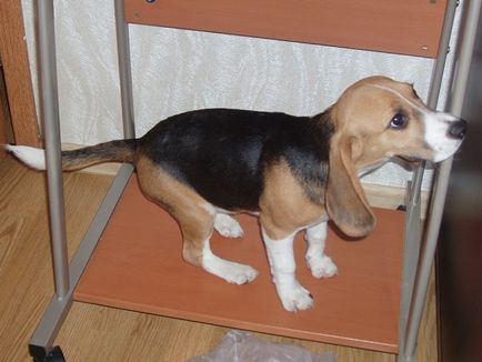 Kölyök Beagle, mint egy ajándék (Moszkva)