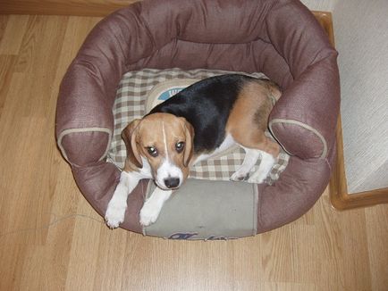 Kölyök Beagle, mint egy ajándék (Moszkva)