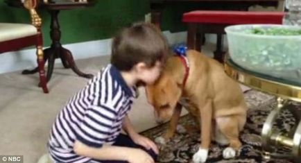 Щеня, взятий під стріху, визнаний собакою року за допомогу, надану хлопчикові-аутисту в подоланні