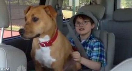 Catelul luat sub adăpost este recunoscut ca câine al anului pentru ajutorul acordat băiatului autistic în depășire