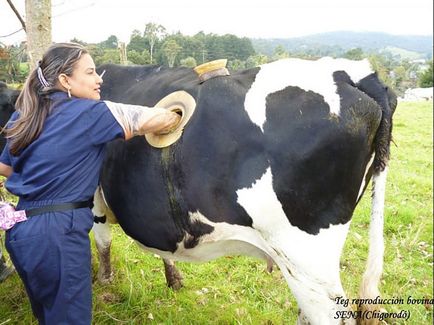 Швейцарські фермери роблять коровам отвори в боці
