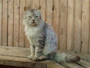 Pisicile din Siberia ce nume, pisicile și câinii noștri