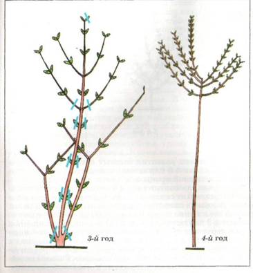 Specii de liliac de liliac, forme și formarea arbustului