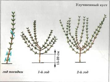 Бузок види бузку, форми і формування куща