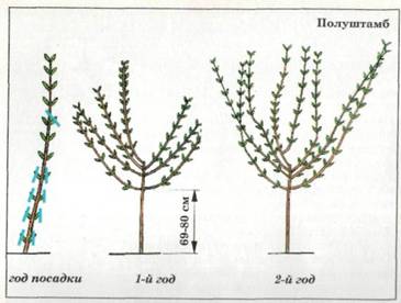 Specii de liliac de liliac, forme și formarea arbustului