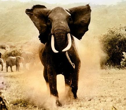 З якою швидкістю бігають слони