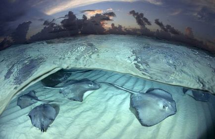 stingrays Caribbean