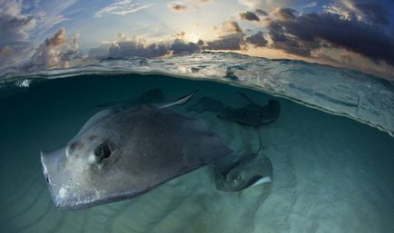 stingrays Caribbean