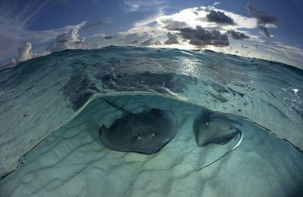 stingrays Caribbean