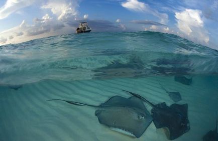 stingrays Caribbean