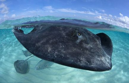 stingrays Caribbean