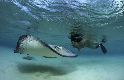 stingrays Caribbean